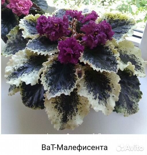 Сортовые фиалки