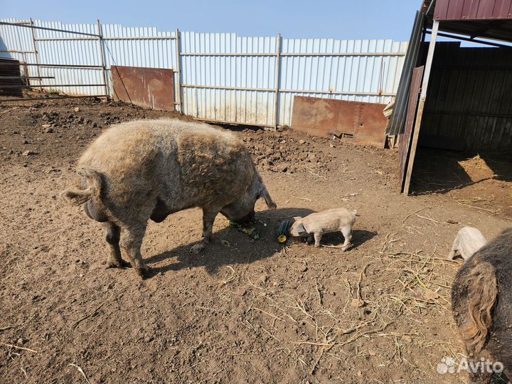 Продам поросят и кабанов венгерской мангалицы