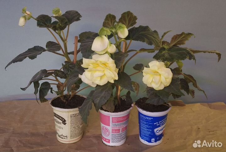 Ампельная бегония Беллекония Mango, Шардоне