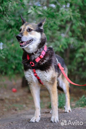 Подарите собаке шанс