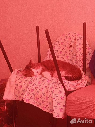 Возьмите кота в добрые руки