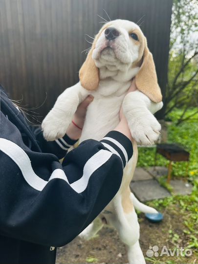 Щенок Бигля девочка 2 месяца