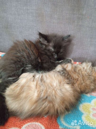 Котята в добрые руки бесплатно