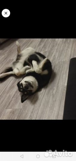 Метис хаски