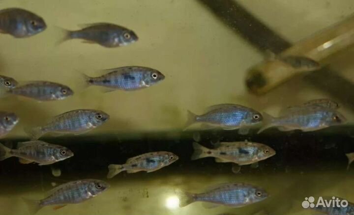 Продам Мальков