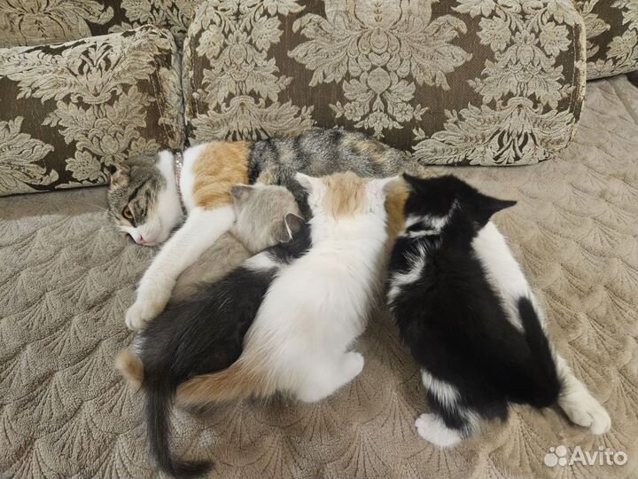 Кошки в добрые руки