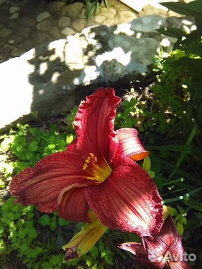 Ромашка, лилейник