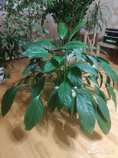 Цветок Спатифиллум высота 85 см