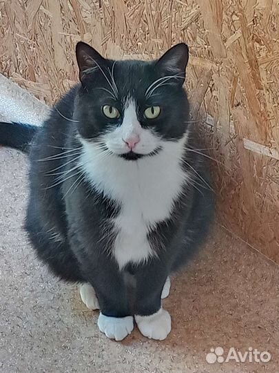 Котик Марсетти