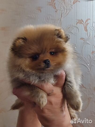 Мини девочка померанского шпица