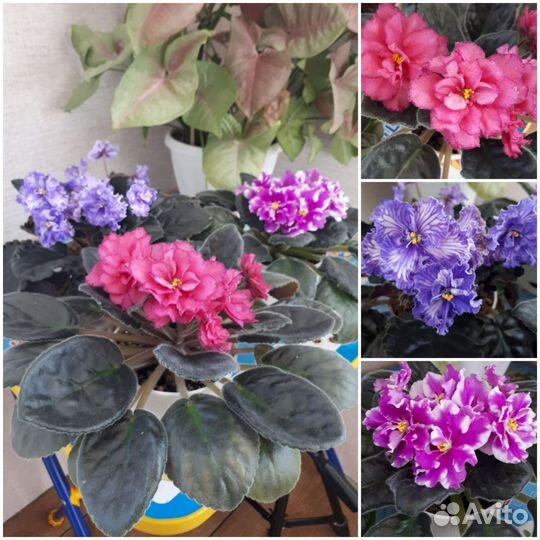 Сортовые фиалки детки