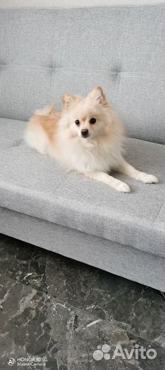 Шпиц девочка