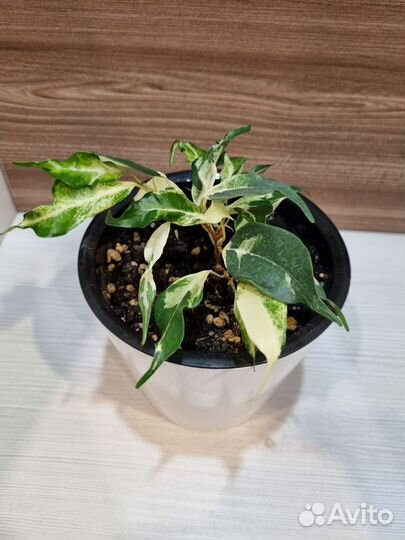 Фикус керли, эльдорадо, сафари, мунлайт, де ган