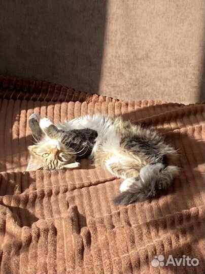 Котенок Сибирской кошки