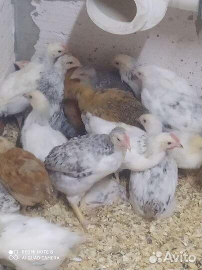 Цыплята голошейка Франция