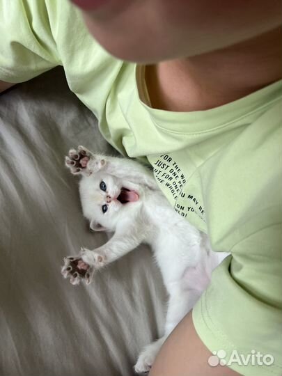 Британская серебристая шиншилла котенок