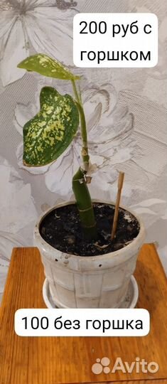 Комнатные цветы