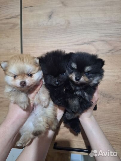 Мини Померанский шпиц 1 мальчик и 2 девочки
