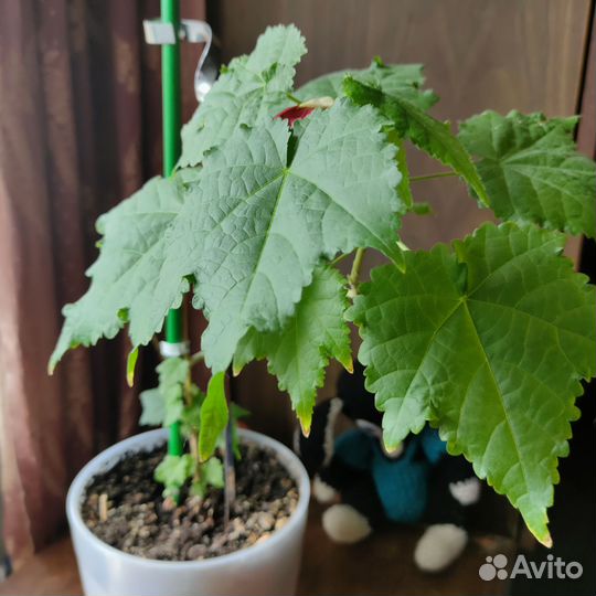 Клен комнатный абутилон
