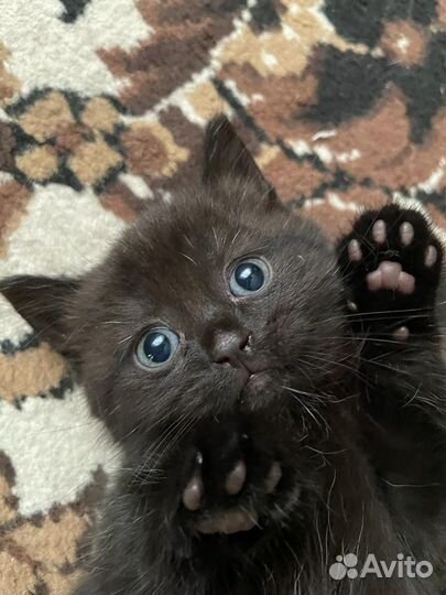 Котята отдам в добрые руки бесплатно