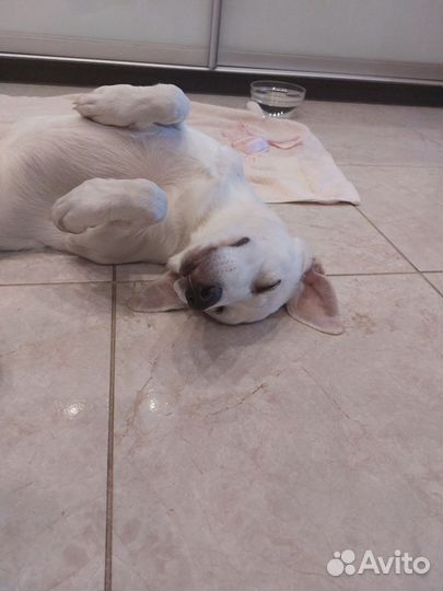 Щенок в добрые руки