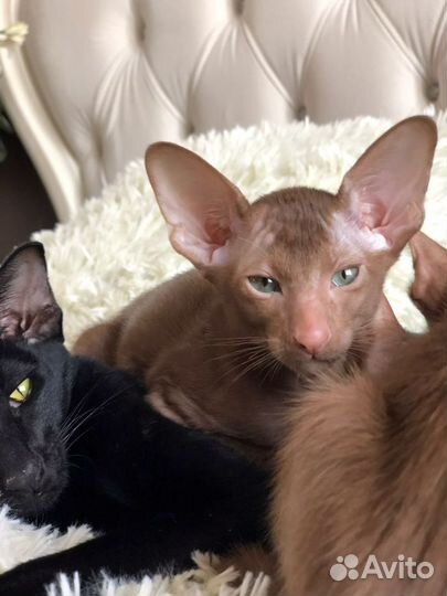 Циннамоновый котик