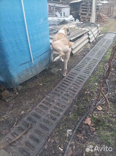 Отдам в охрану среднеазитского кабеля