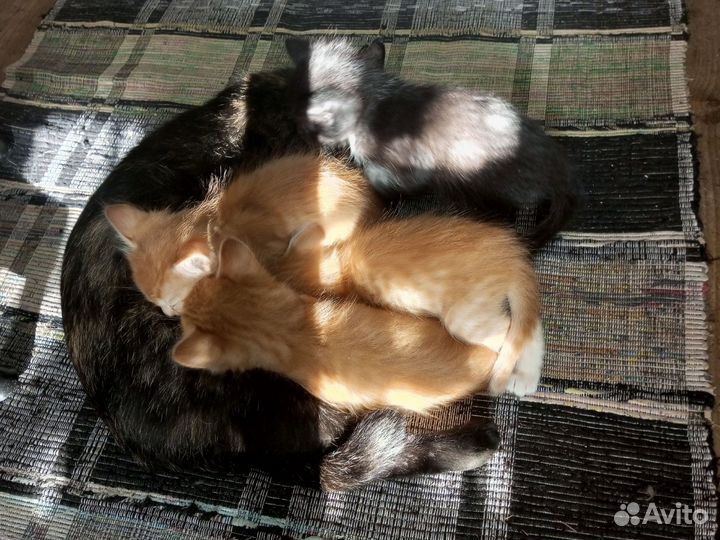 Котята (все зарезервированны)