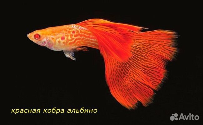 Селекционные рыбки гуппи