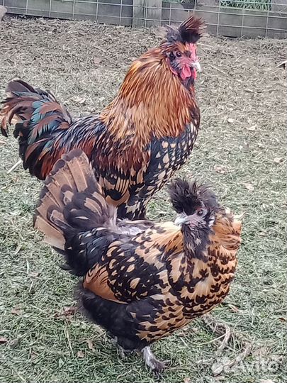 Петух Павловской породы