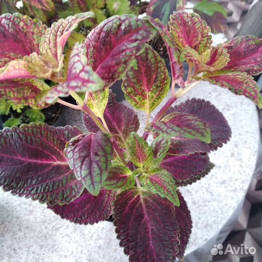 Колеусы вегетативные