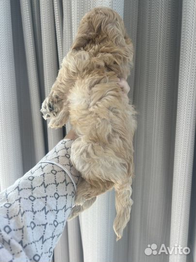 Щенки мальтипу