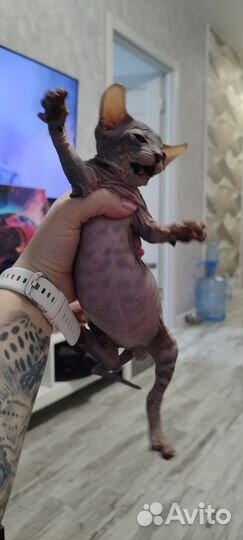 Котята сфинкс