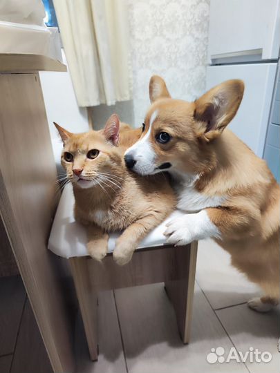 Кобель для вязки Корги