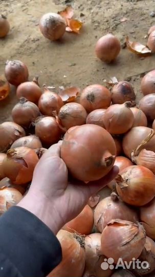Лук репчатый оптом