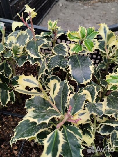 Падуб остролистный