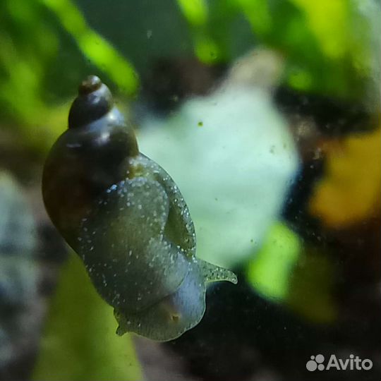 Улитка покемон