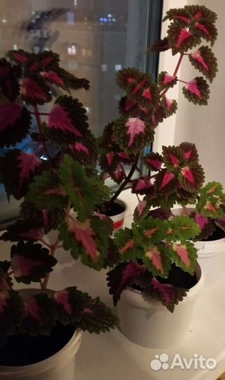 Колеус (крапивка)