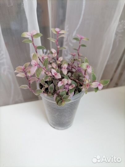 Каллизия
