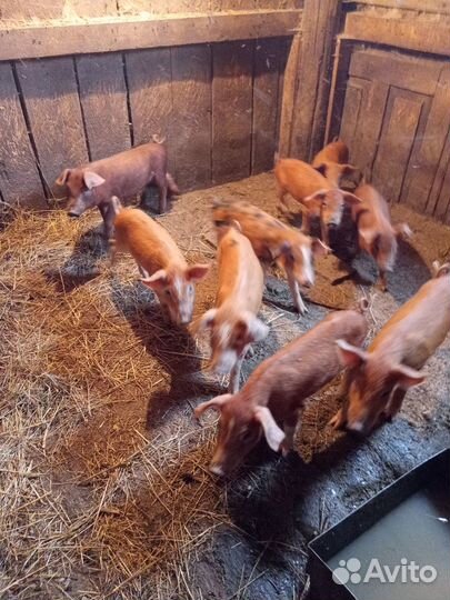 Поросята ландрас-юрок