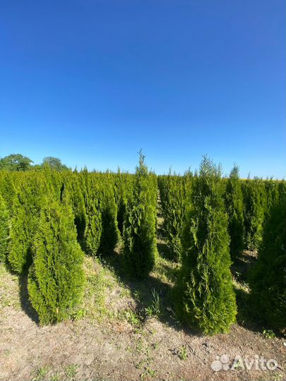 Туя Смарагд 140 см из питомника