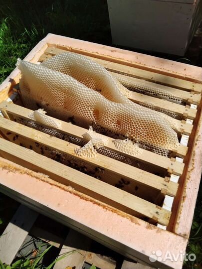 Пчелопакеты бакфаст