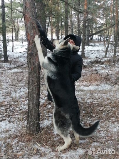 Вязка кобеля вео