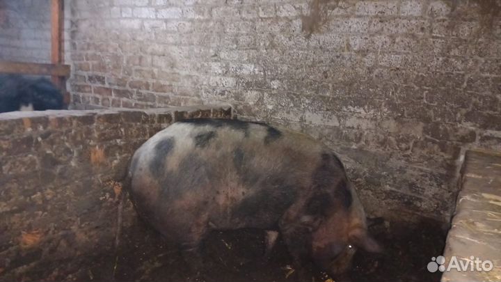 Свиноматка