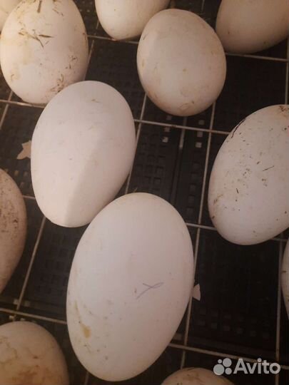 Инкубационное яйцо гусей линда