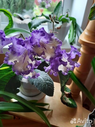 Стрептокарпус