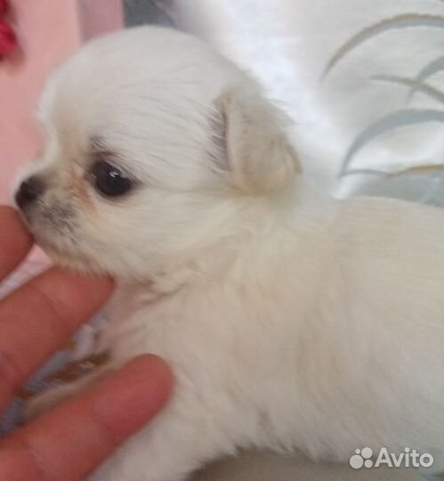 Не обыкновенные чихуа с дткументами