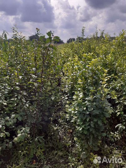 Саженцы плодовых деревьев
