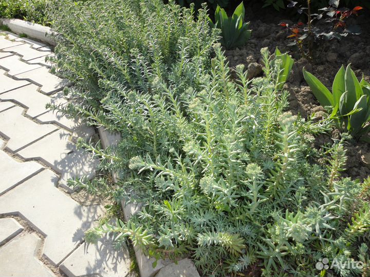 Почвопокровные расстения многолетние