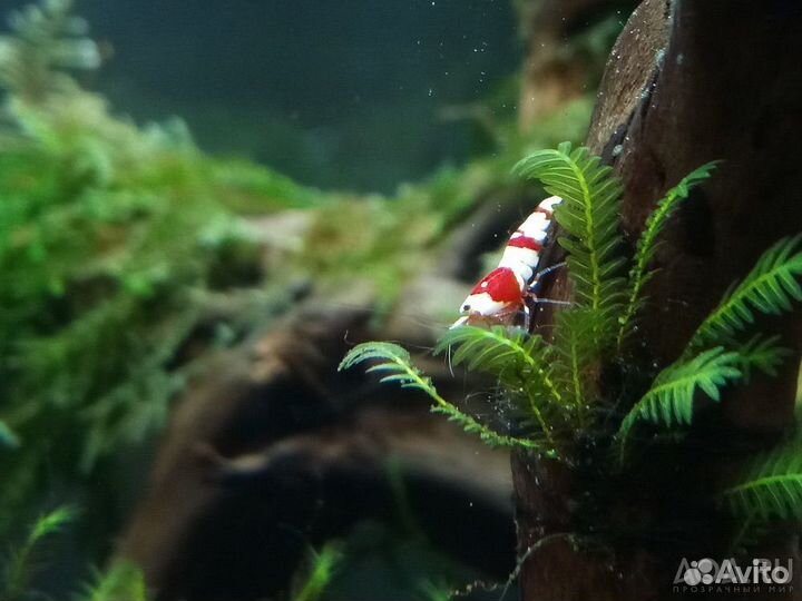 Аквариумные креветки (каридины и неокаридины)